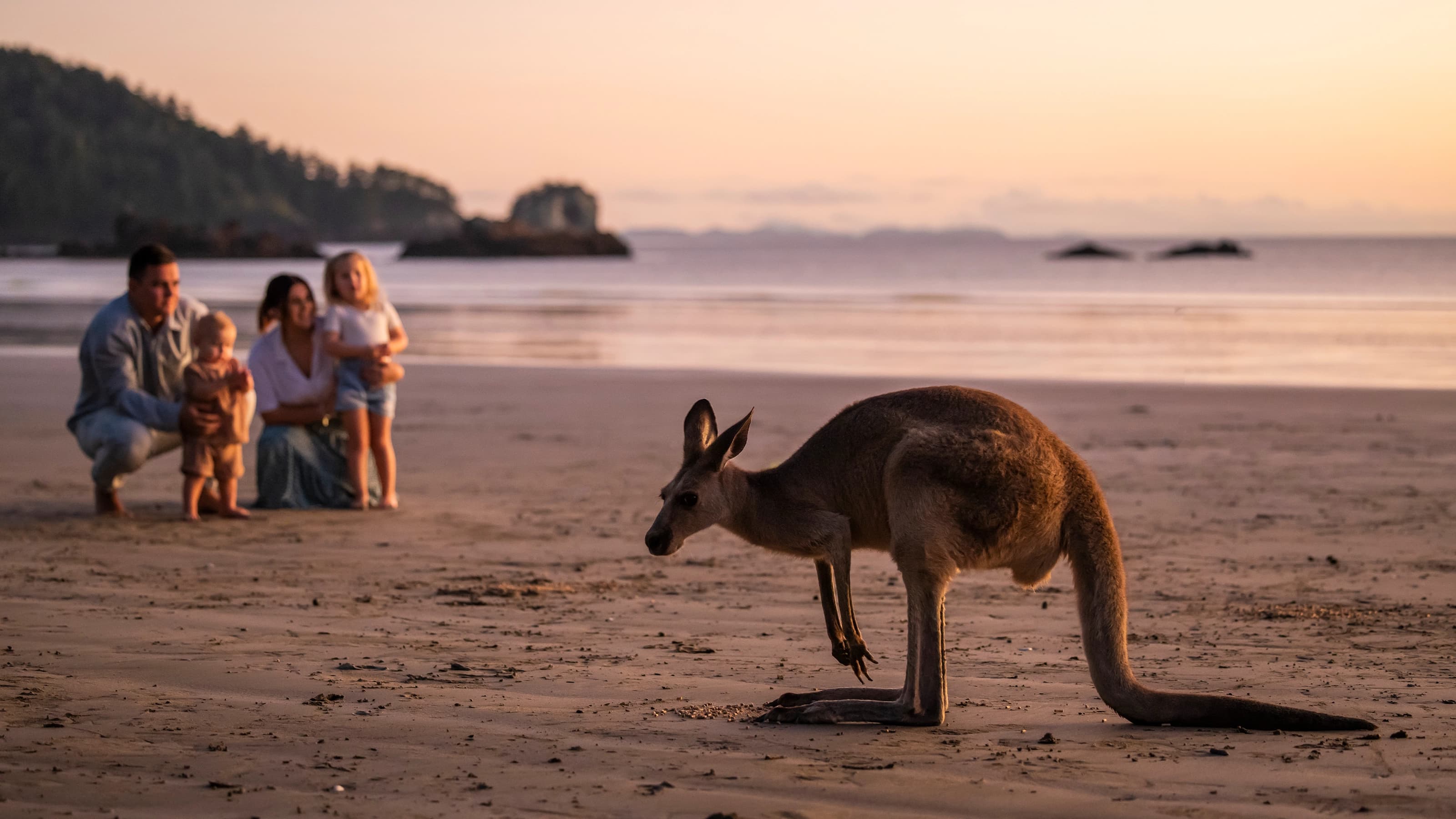 Family watches a wallaby on the beach at sunset